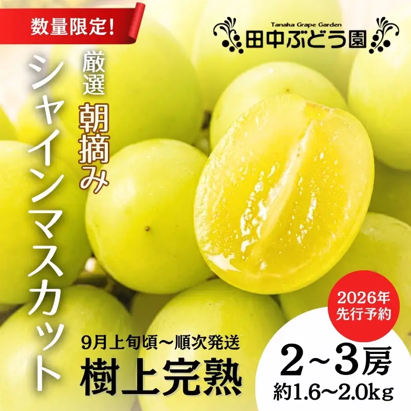 ＜2026年発送分　先行予約受付中！！＞ 厳選朝採りシャインマスカット 約1.6～2.0kg（2～3房）シャインマスカット