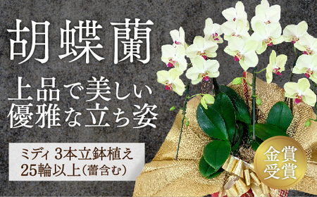 C129 ☆金賞受賞☆超希少！イエロー胡蝶蘭’日の出’小 ミディサイズ（3本立）