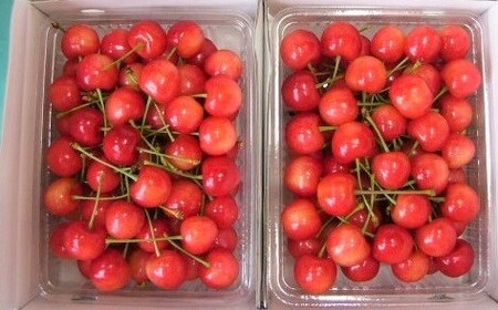 さくらんぼ（佐藤錦）１ｋｇ　0015-2602