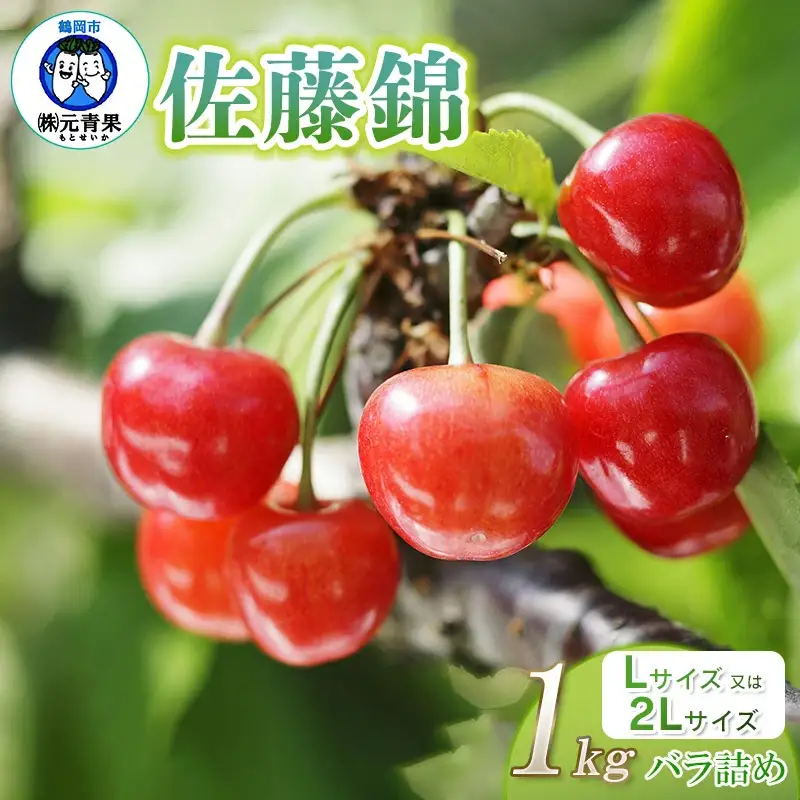 【令和8年産先行予約】 さくらんぼ 佐藤錦 (L又は2Lサイズ) 1kg バラ詰め 山形県鶴岡市産　株式会社 元青果