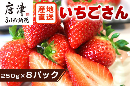『先行予約』【令和9年3月より順次発送】唐津産 いちごさん 約250g×8パック(合計約2kg)