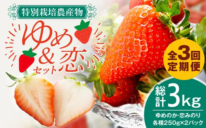 【全3回定期便】【先行予約】いちご イチゴ 苺 ゆめのか 恋みのり 計 1kg「ゆめ恋セット」 （250g × 4パック）【2027年2月以降順次発送】《壱岐市》【蒼花】 [JEO003] 45000 45000円