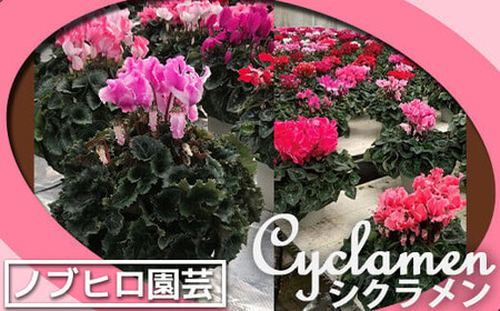 【ノブヒロ園芸】シクラメン　6号鉢　＜赤系＞【11100-0183】