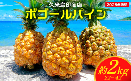 パイナップル【2026年発送】久米島印商店 ボゴールパイン 約2kg  パイン フルーツ 