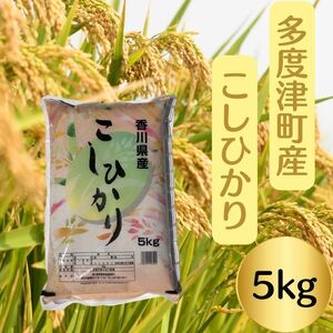 【令和7年産】多度津町産こしひかり 5kg 【L-38】