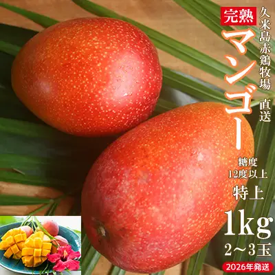 マンゴー【2026年発送】久米島赤鶏牧場 直送！糖度12度以上「特上」完熟マンゴー 約1kg（2～3玉） フルーツ
