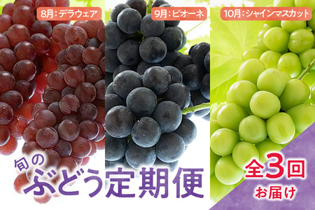 【先行予約】 定期便 令和8年産 ぶどうの定期便 全3回