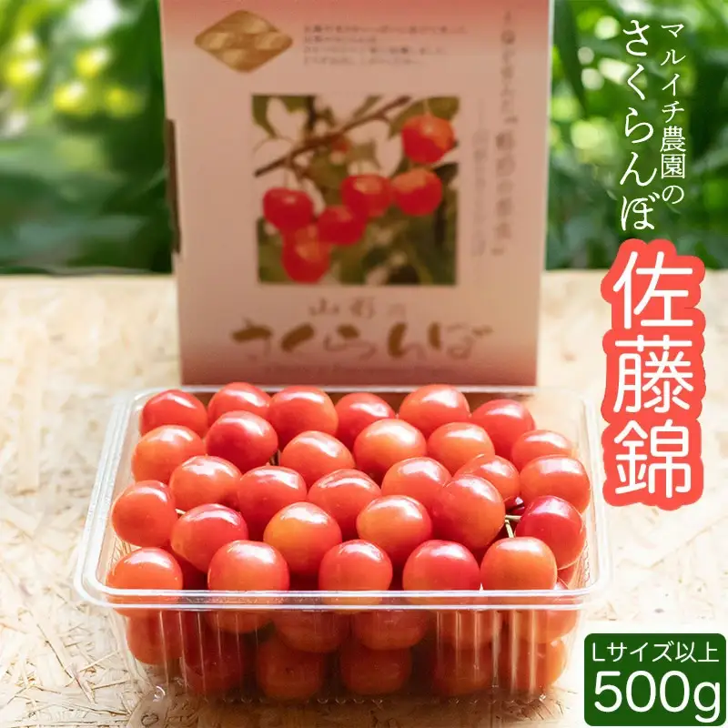 【令和8年産先行予約】さくらんぼ 佐藤錦　500g（ Lサイズ以上）　マルイチ農園