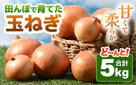 【先行予約】玉ねぎ 5kg（サイズ S M L ミックス）田んぼで育てた甘くて柔らか自慢の玉ねぎ！／ 野菜 玉葱 たまねぎ 甘い ※2026年7月上旬より順次発送予定 [aw056-a021]