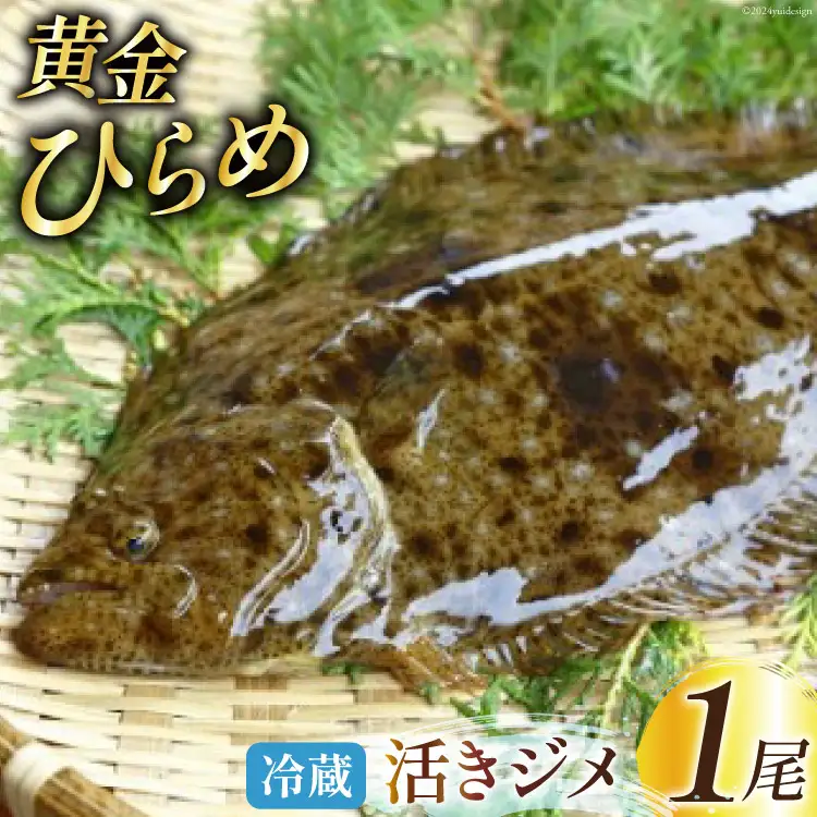 魚 黄金ひらめの活きジメ 1尾 [あゆの是則 宮崎県 日向市 452060877]