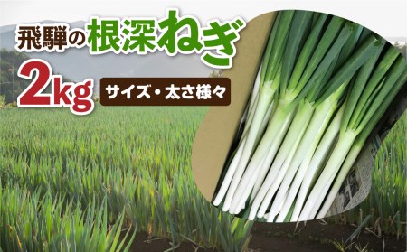 《先行予約》飛騨の根深ねぎ 2kg 訳あり ねぎ ネギ 水村農園