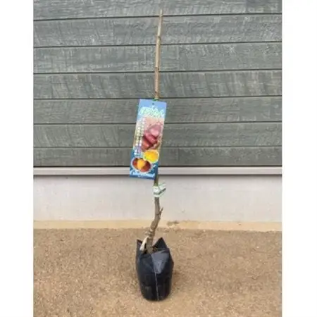 栗・ぽろたん苗木　1本_花・観葉植物 観葉植物・苗木  _【1356029】