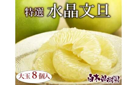 【先行予約】高知県産水晶文旦 特選ご贈答用 特大7個もしくは大玉8個〈2026年10月上旬～11月上旬頃発送〉  【白木果樹園】[BQAI018]