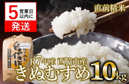 【スピード配送】きぬむすめ 10kg 白米 令和７年産