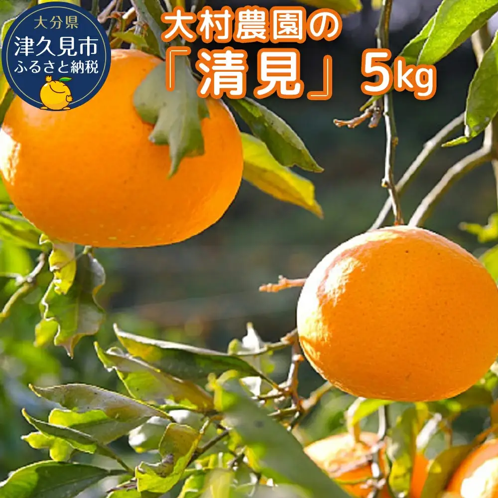【先行予約】大村農園 みかん 清見 5kg | みかん 津久見市