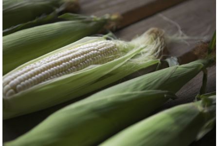 ［先行受付］おとふけ「木野シャイニングコーンホワイト」セット【A15】