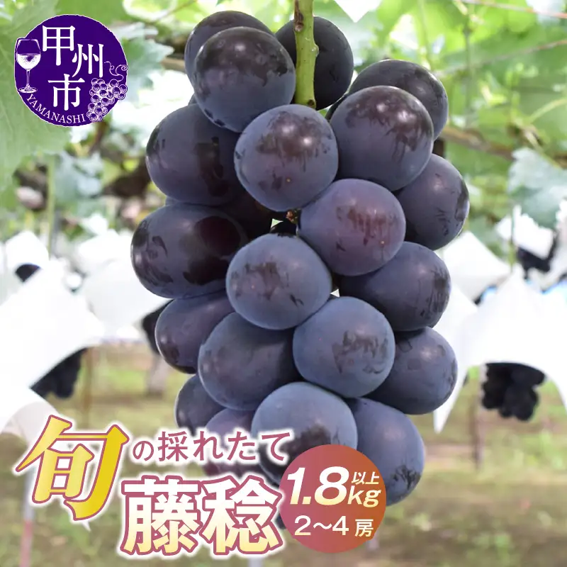 大玉！果汁たっぷり！！旬の採れたて藤稔 1.8kg以上（2房～4房）【2026年発送】（HO）B12-147 藤稔 フルーツ