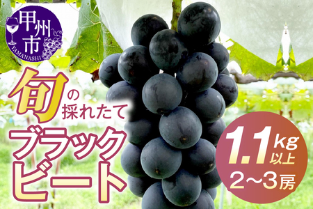 極希少品種！！旬の採れたてブラックビート 1.1kg以上（2房～3房）【2026年配送】（HO）B12-146 ブラックビート フルーツ