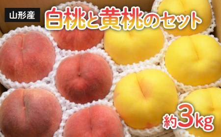 山形の白桃と黄桃のセット 約3kg(6～13玉)[柔らかくなる品種・果肉やや硬め]【令和8年産先行予約】FS24-567 くだもの 果物 フルーツ 山形 山形県 山形市 2026年産