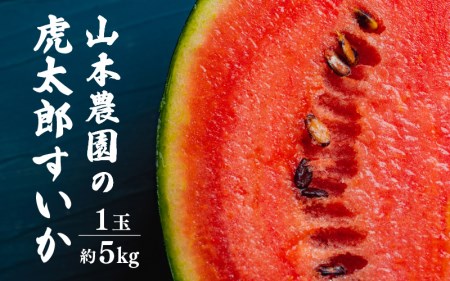 【先行予約】スイカ 虎太郎すいか　1玉  [e58-a003]