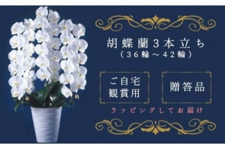 T05501「喜びの、おひざもと。」胡蝶蘭　3本立ち（36輪～42輪）（配達エリア：千葉県全域・東京都23区・神奈川県（横浜市・川崎市）限定）