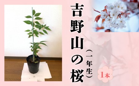吉野山の桜の苗木　１本（一年生）移植に最適な11月～2月に発送《公益財団法人 吉野山保勝会》