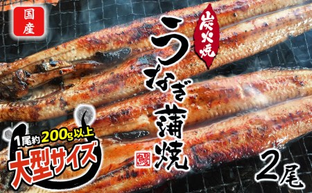 数量限定 国産 特大うなぎ 2尾 鰻