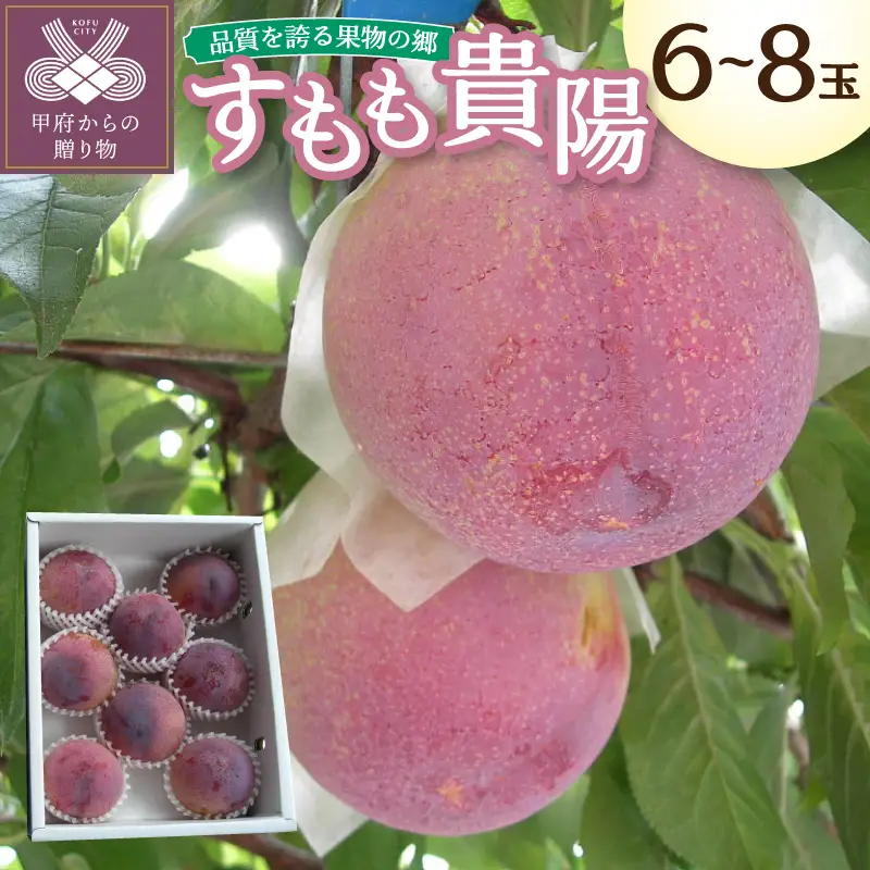 〈2026年度配送分〉すもも「貴陽」 6-8玉（約1.5kg）（2026年7月上旬～下旬にかけて順次配送予定）