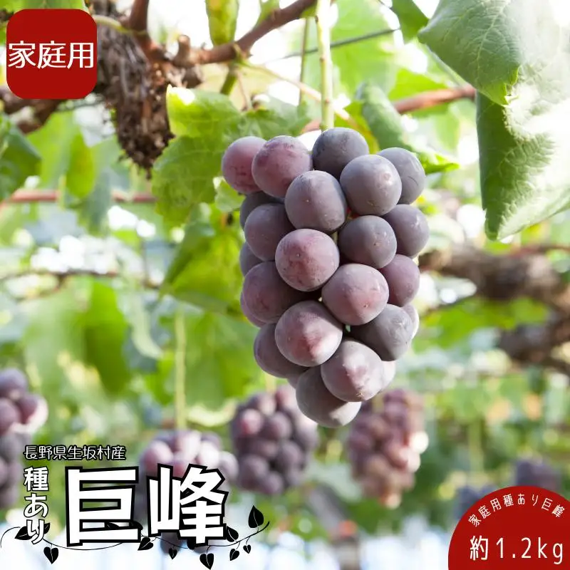 【2026年先行予約】訳あり巨峰 1.2kg (4~6房) 株式会社野の香 | 訳あり巨峰