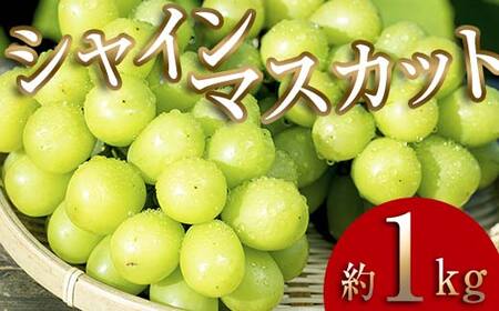 ＜2026年秋発送分先行予約＞大人気！復活！伊達市産 シャインマスカット 約1kg (2～3房)フルーツ 果物 ぶどう マスカット デザート 福島県 伊達市  F20C-655