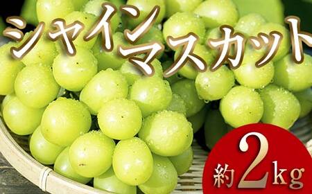 ＜2026年秋発送分先行予約＞大人気！復活！伊達市産 シャインマスカット約2kg (3～4房)フルーツ 果物 ぶどう マスカット デザート 福島県 伊達市  F20C-658