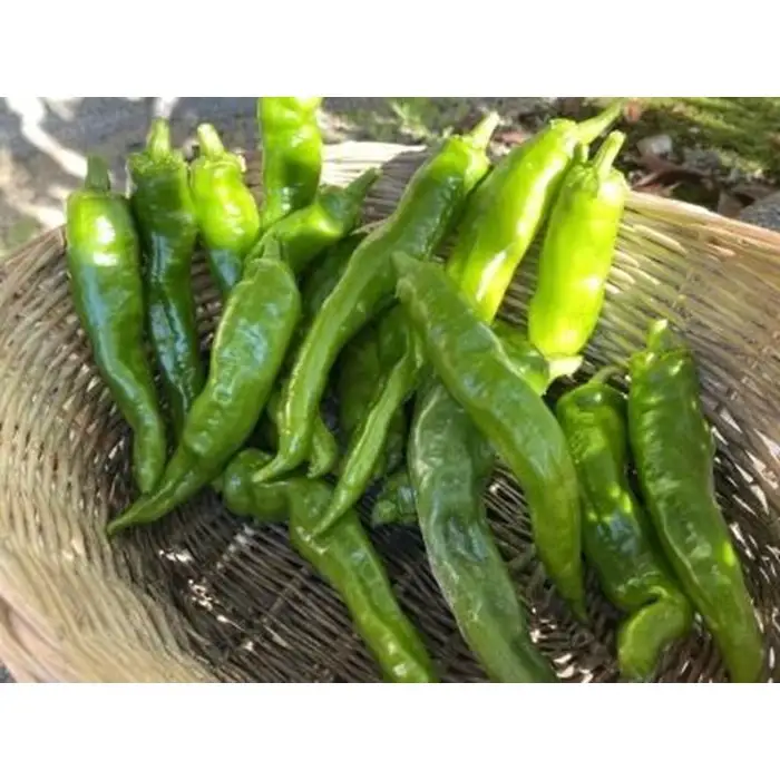 【先行予約・2026年7月発送】万願寺とうがらし（京野菜）1kg（目安30～40本）｜ 京野菜