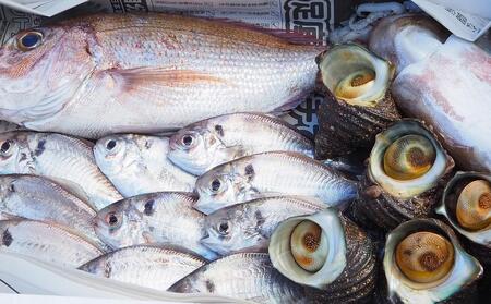 小豆島から直送！朝獲れ鮮魚 旬の地魚詰め合わせ 2kg以上