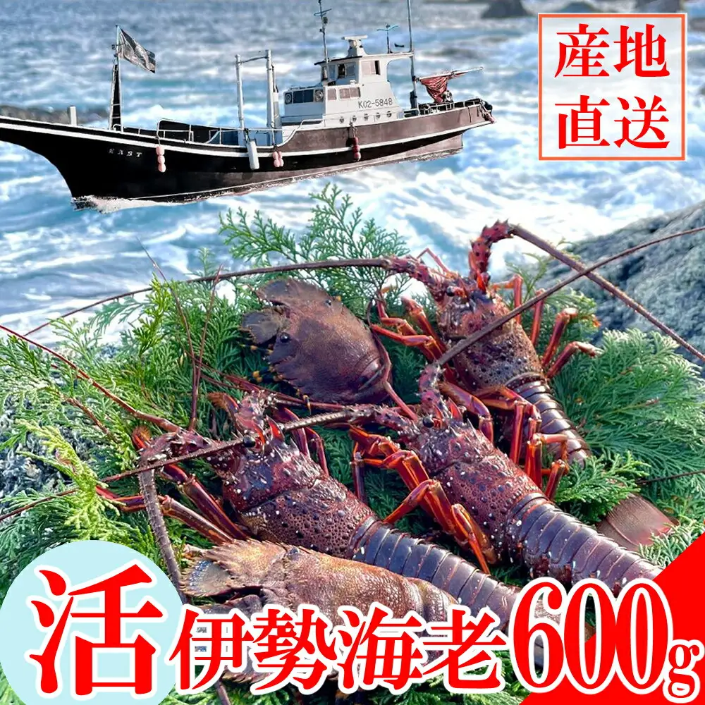 活伊勢海老 約600g(1～2尾)【 イセエビ 伊勢海老 】