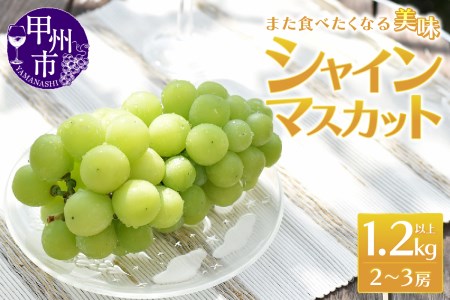 また食べたくなる 美味 シャインマスカット 1.2kg以上 2～3房【2026年発送】（MRN）B-147 シャインマスカット フルーツ