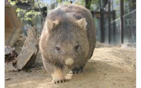 【24-08】五月山動物園　オリジナルグッズBセット