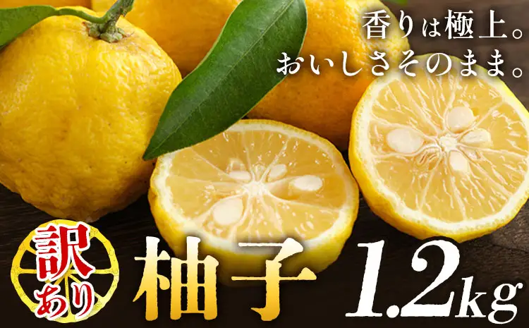 ゆず 訳あり 柚子 約1.2kg ゆず