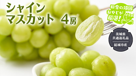 シャインマスカット 4房 【2026年7月より発送開始】 （茨城県共通返礼品 [ぶどう]：結城市産）