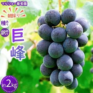 【2026年先行予約・数量限定】朝採り 巨峰「種あり」 訳あり品 約２kg＜2026年8月中旬～発送＞