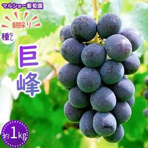 【2026年先行予約・数量限定】朝採り 巨峰「種なし」 約１kg＜2026年8月中旬～発送＞