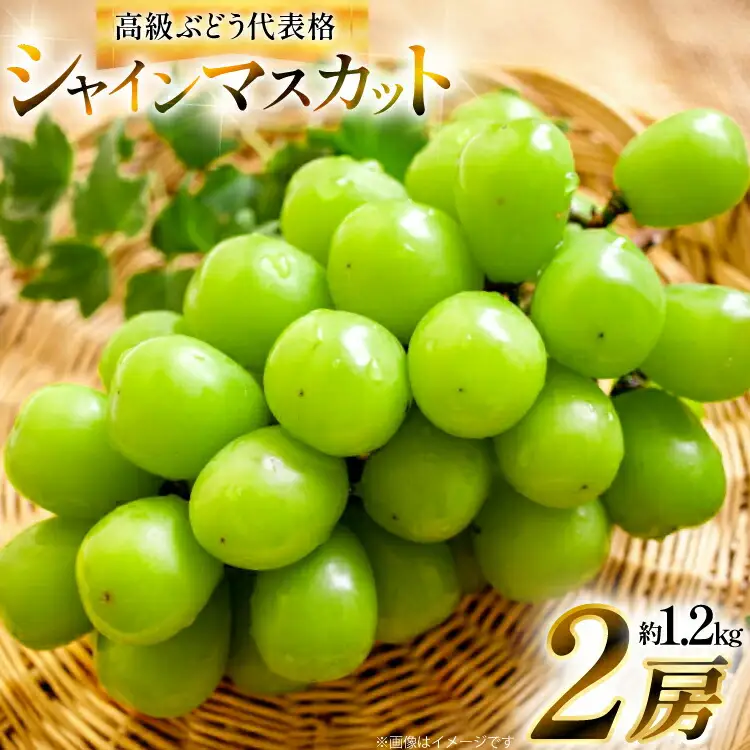 【期間限定発送】 シャインマスカット 2房 約1.2kg [治右衛門果樹園 山形県 高畠町 tk06ays830004]