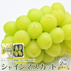 【先行予約】【ＪＡ】 シャインマスカット 赤秀 2kg箱（3～5房入） ※着日指定不可　※離島への配送不可　※2026年9月初旬頃～9月中旬頃に順次発送予定 【シャインマスカット ぶどう 葡萄 フルーツ 果物 くだもの 鳥取県 北栄町 おすすめ 人気】