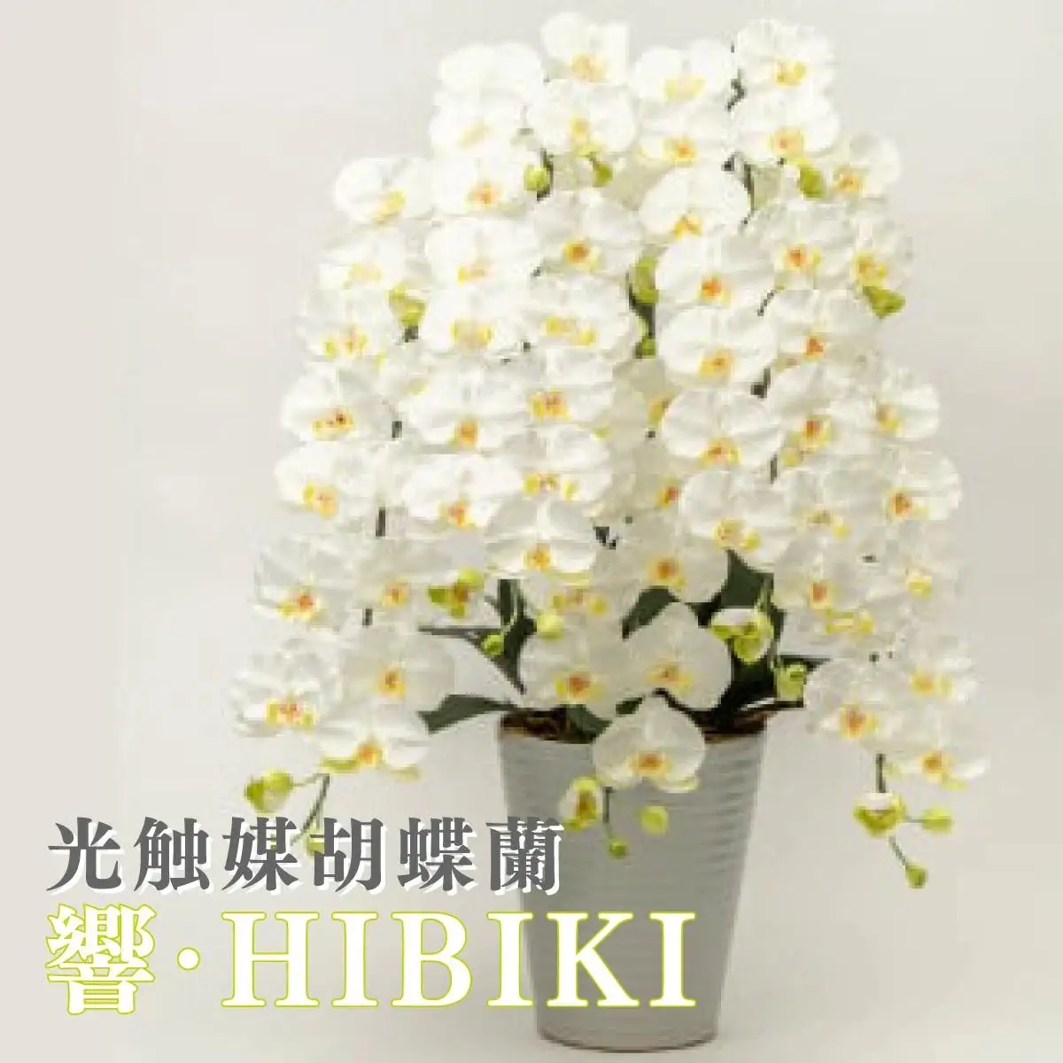 光触媒胡蝶蘭「響(ひびき)」白黄 N-103