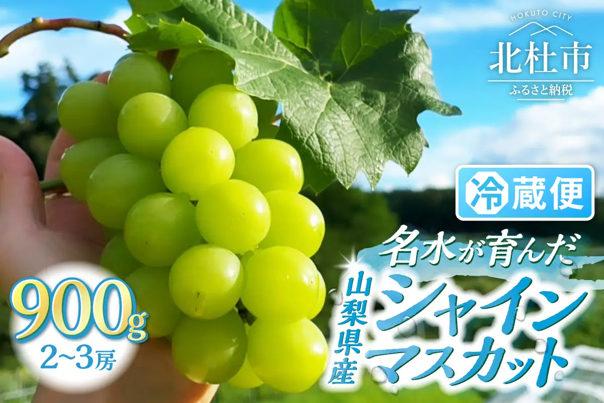 【2026年発送】【期間限定】八ヶ岳南麓の天然水で育てたシャインマスカット 900g（2～3房)  シャインマスカット 葡萄 ぶどう ブドウ 山梨 マスカット 種なし フルーツ 果物 ギフト 数量限定 期間限定 北杜市 [h198]