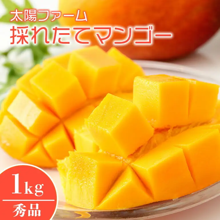 【 先行予約 2026年 発送 】太陽ファームの採れたて マンゴー 1kg ( 秀品 ) 沖縄県産 マンゴー アップルマンゴー アーウィンマンゴー 1キロ 国産 完熟マンゴー 果物 くだもの フルーツ 完熟 夏 沖縄 お取り寄せ ギフト 産地直送 農家直送 糸満市 120-6