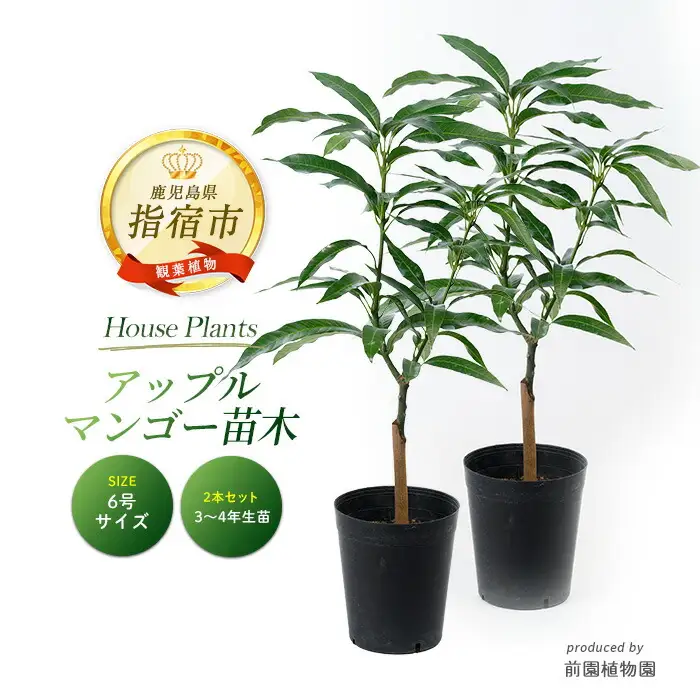 2026年1月中旬～発送【観葉植物】アップルマンゴー 苗木2本セット 6号ポット 前園植物園 IB002-006 観葉植物 ※北海道・沖縄・離島配送不可