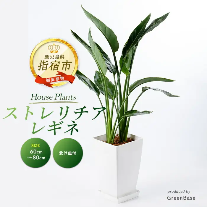 2026年1月中旬～発送【観葉植物】ストレリチア・レギネ 極楽鳥花 60cm～80cm Green Base IB003-001 観葉植物 ※北海道・沖縄・離島配送不可
