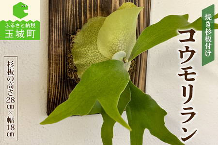 コウモリラン(ビカクシダ)焼き杉板付け[観葉植物 インテリア]