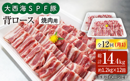 12回定期便 大西海SPF豚 背ロース 焼肉 計1.2kg 訳あり ＜大西海ファーム＞ [CEK128] 焼肉