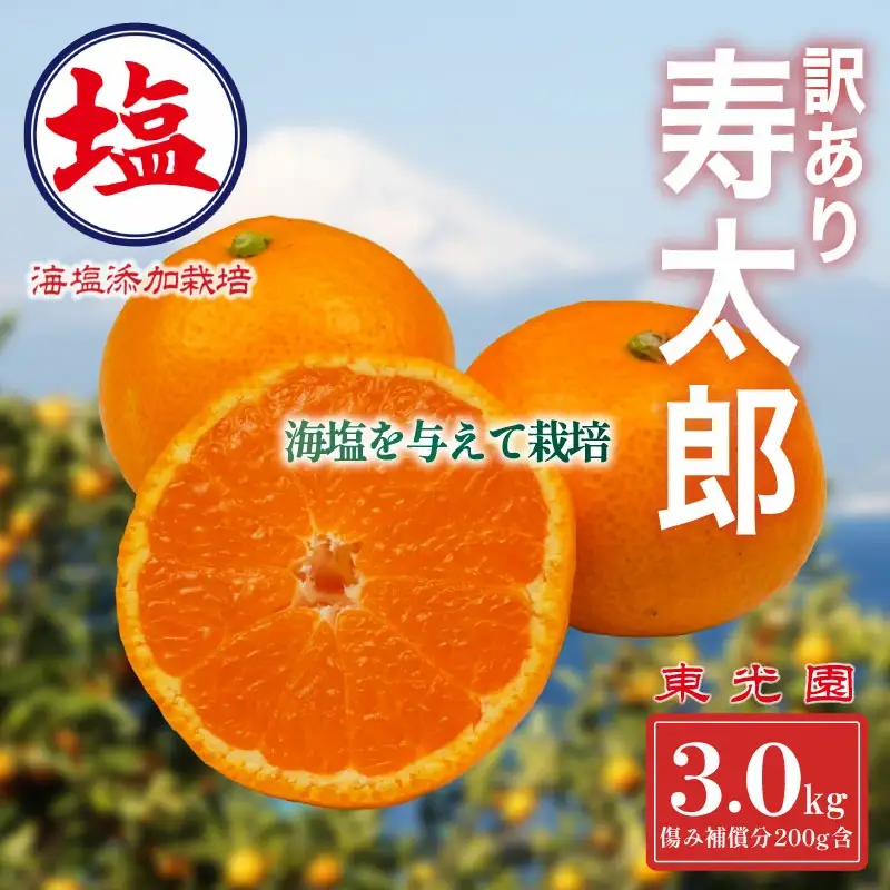 【予約受付】寿太郎 みかん 3kg  1月中旬 順次発送 訳あり みかん